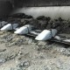 IronClad Bucket Teeth